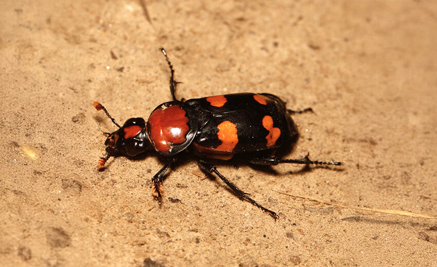 American burying beetle