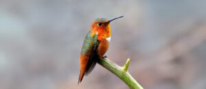 Allen's hummingbird