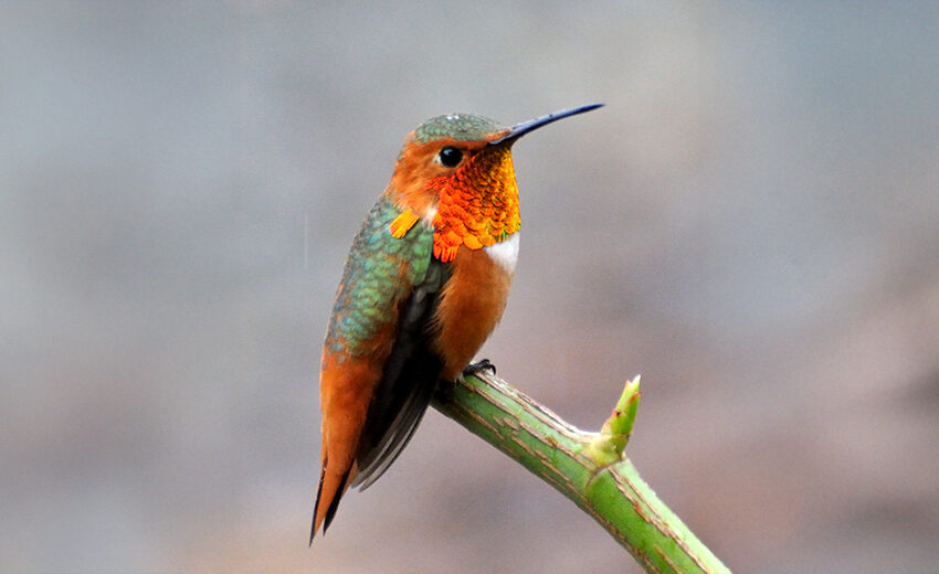 Allen's hummingbird