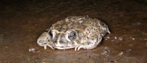 arroyo toad