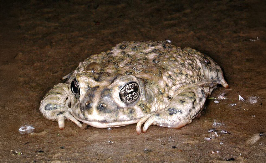 arroyo toad