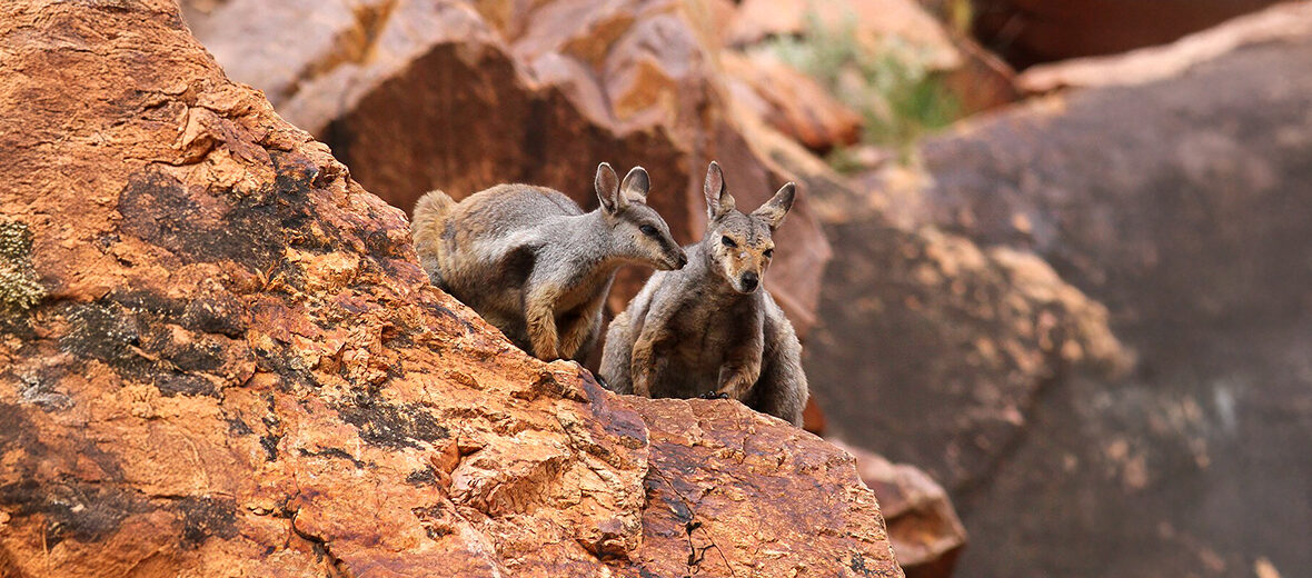 black-flanked rock-wallaby