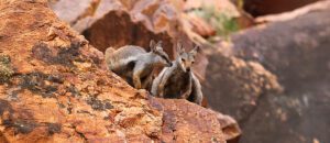 black-flanked rock-wallaby
