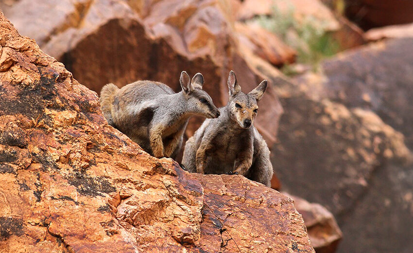 black-flanked rock-wallaby