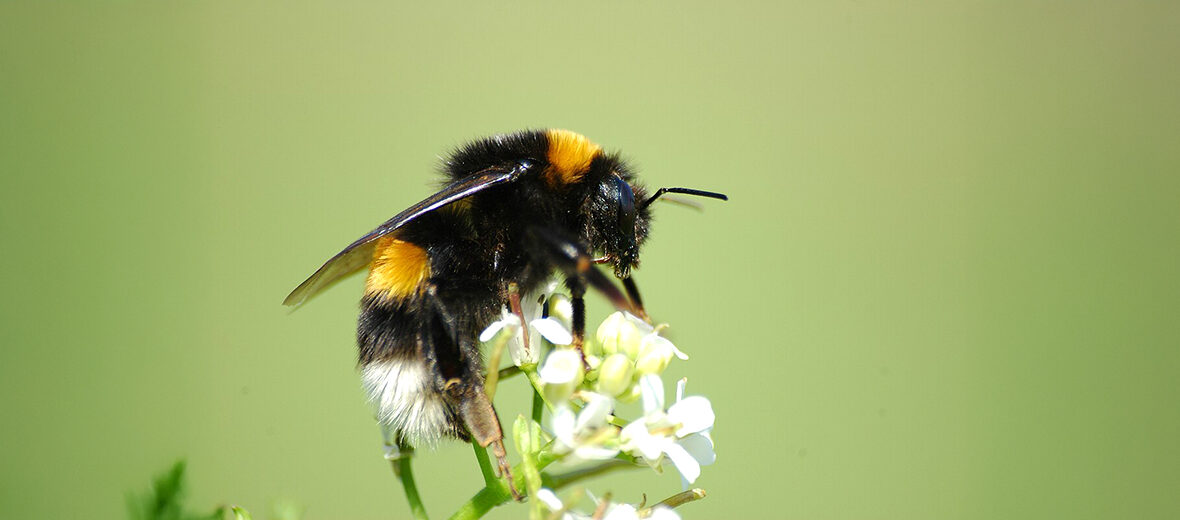 buff-tailed bumblebee