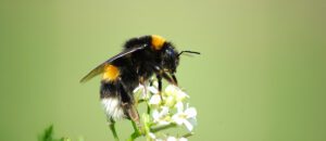 buff-tailed bumblebee
