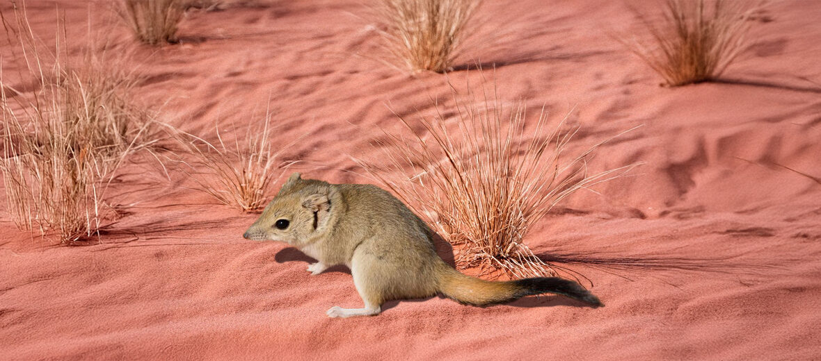 brush-tailed mulgara