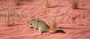 brush-tailed mulgara
