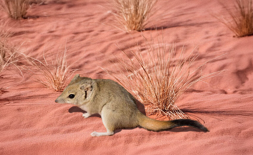brush-tailed mulgara