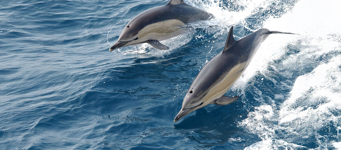 common dolphin