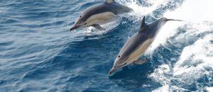 common dolphin