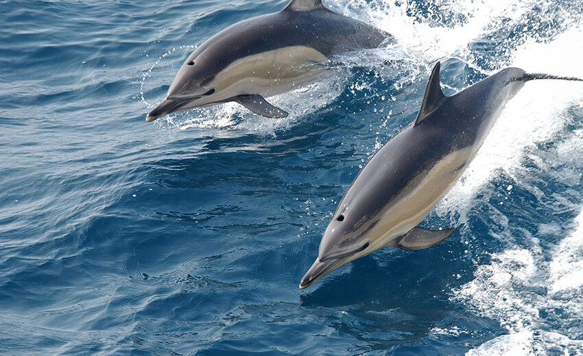 common dolphin