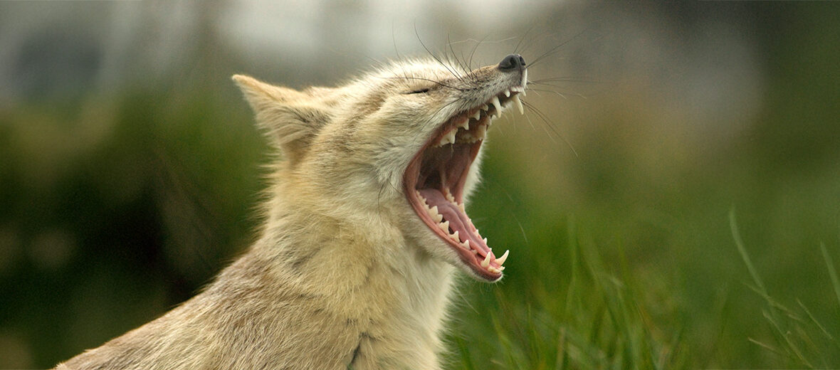corsac fox