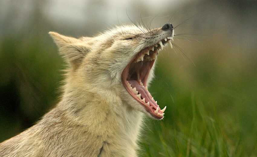 corsac fox