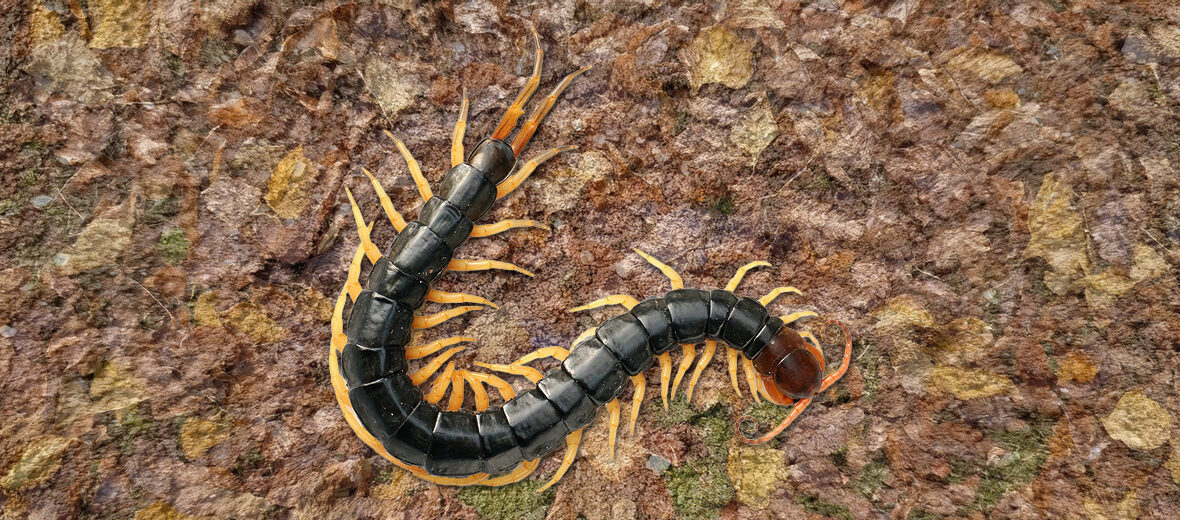 Chinese red-headed centipede