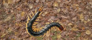Chinese red-headed centipede