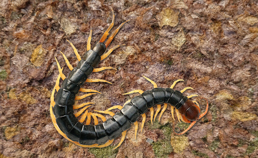 Chinese red-headed centipede