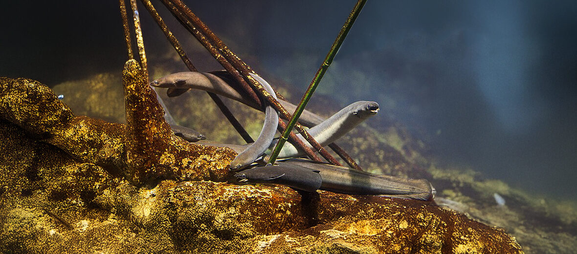 European eel