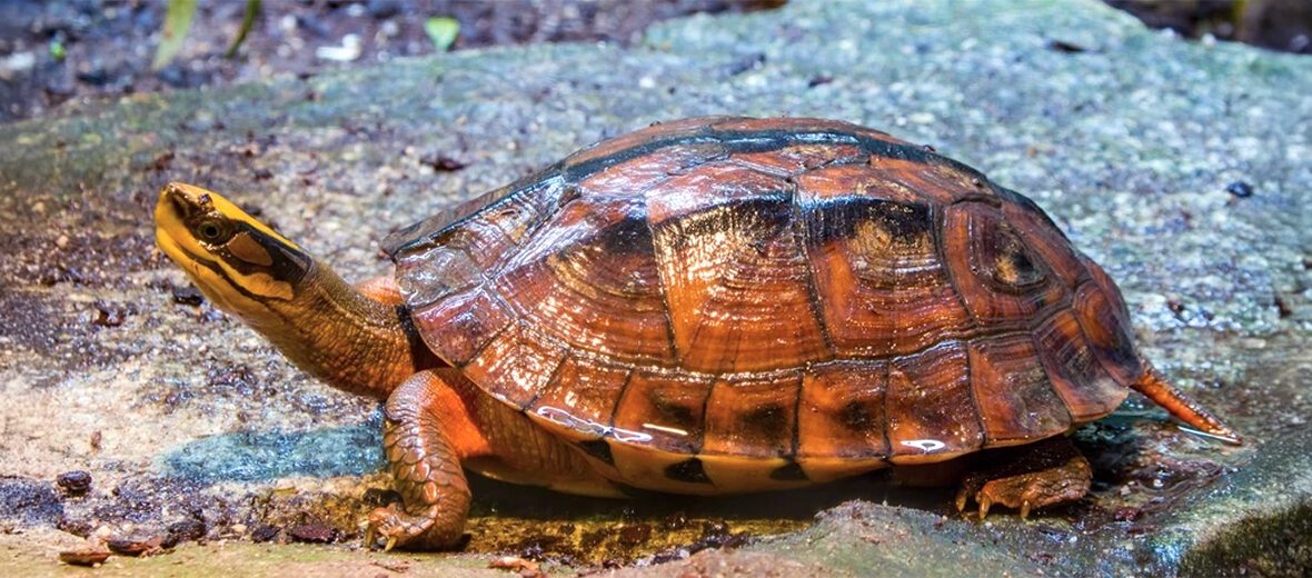 golden coin turtle