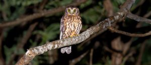 morepork owl