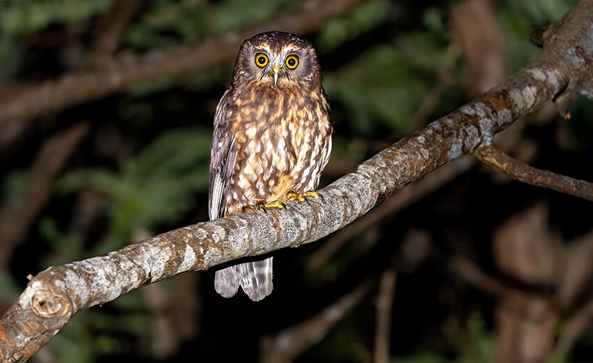 morepork owl