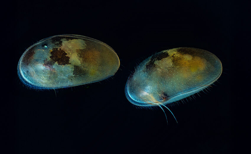 ostracod