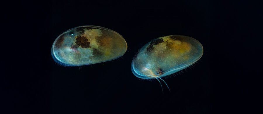 thumbnail image 2 of Live Ostracods (50+) – Seed Shrimp – Freshwater Aquarium Algae Cleanup Crew 2 of 4