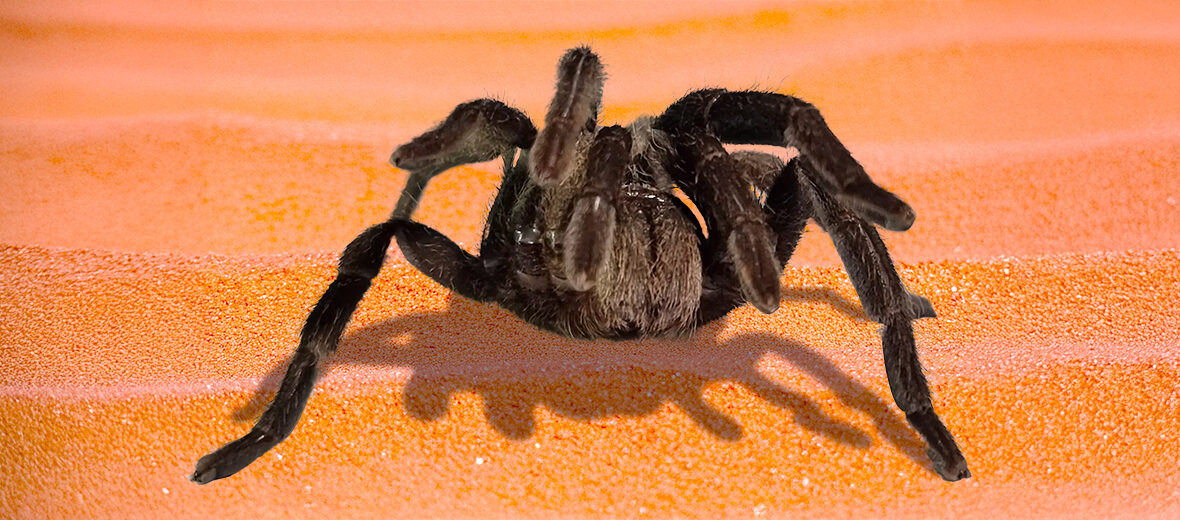 Queensland whistling tarantula