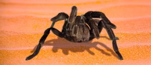 Queensland whistling tarantula