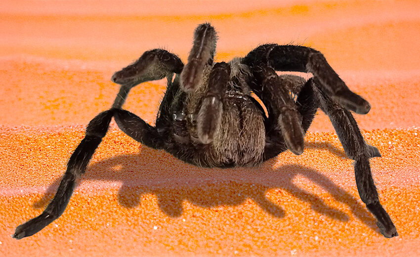 Queensland whistling tarantula