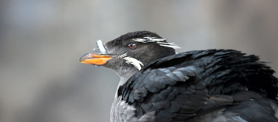 rhinoceros auklet