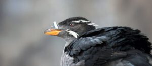 rhinoceros auklet