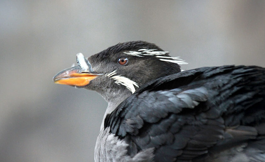 rhinoceros auklet