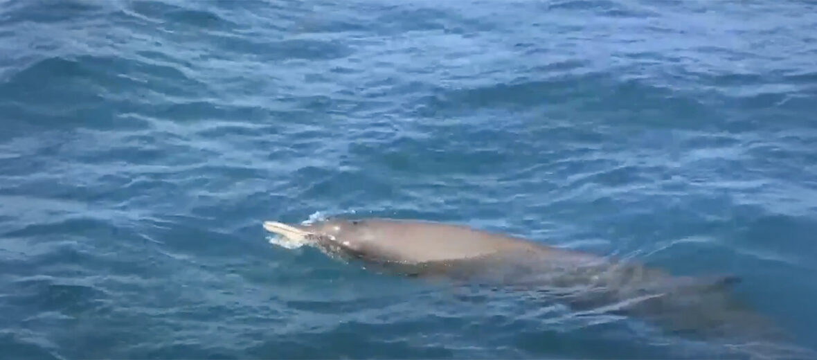 Sowerby's beaked whale