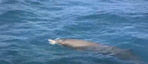 Sowerby's beaked whale
