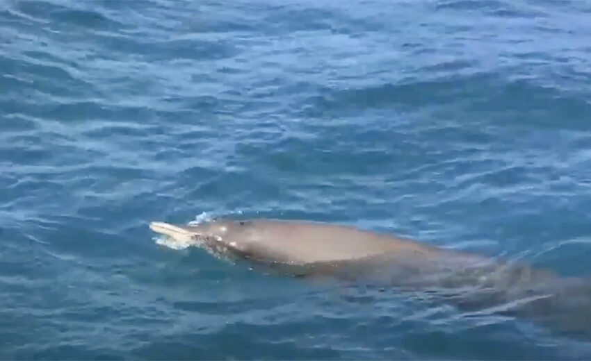 Sowerby's beaked whale