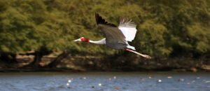sarus crane