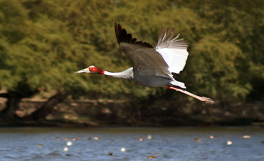 sarus crane