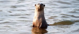 smooth-coated otter