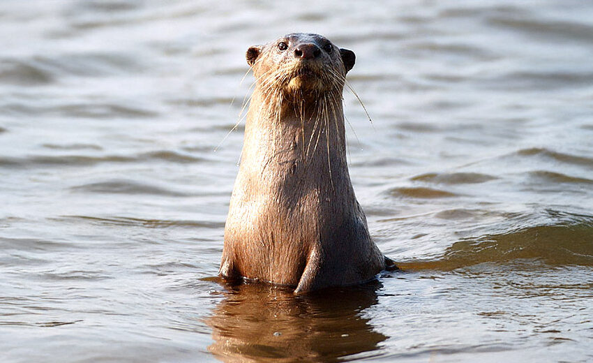 smooth-coated otter