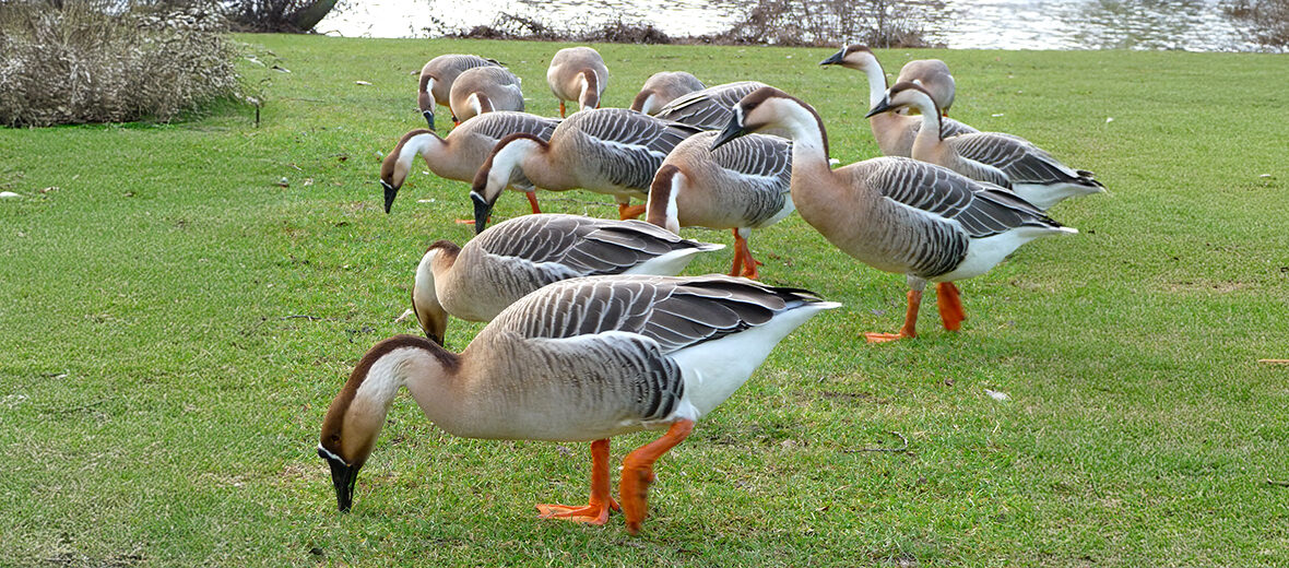 swan goose