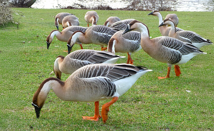 swan goose