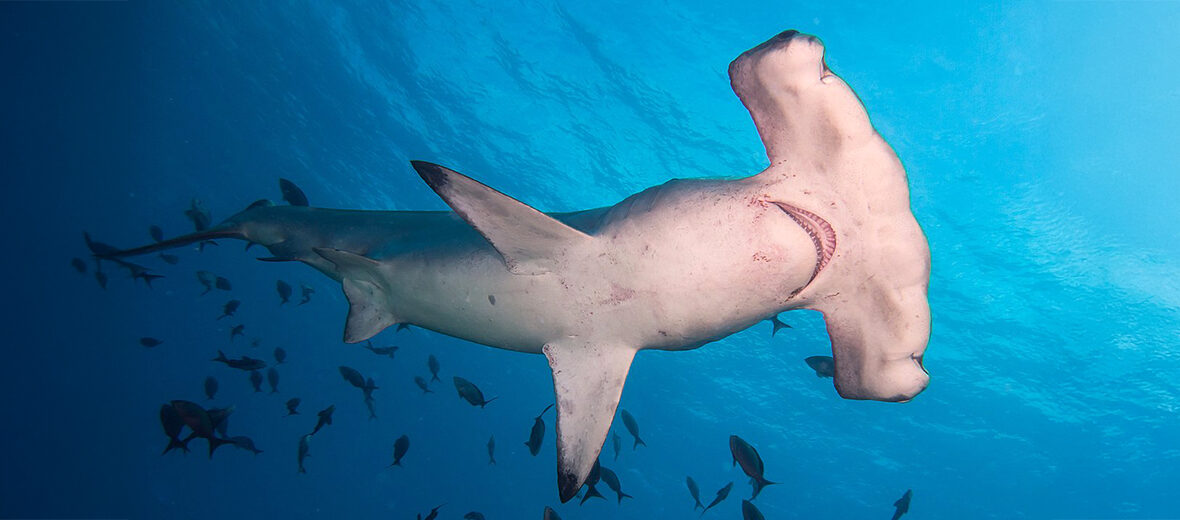 scalloped hammerhead shark