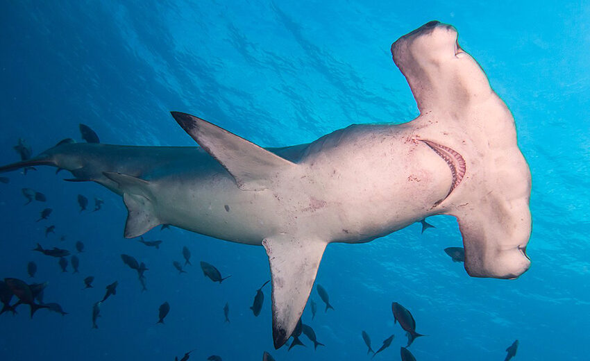 scalloped hammerhead shark