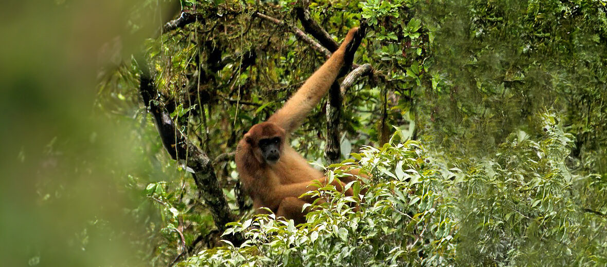 southern muriqui