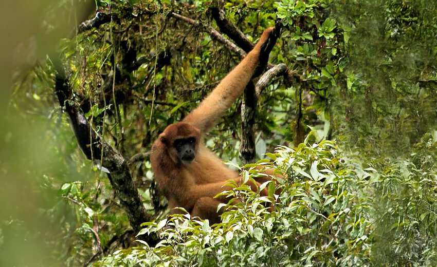 southern muriqui