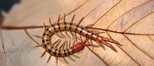 Tanzanian blue ringleg centipede