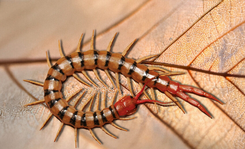 Tanzanian blue ringleg centipede