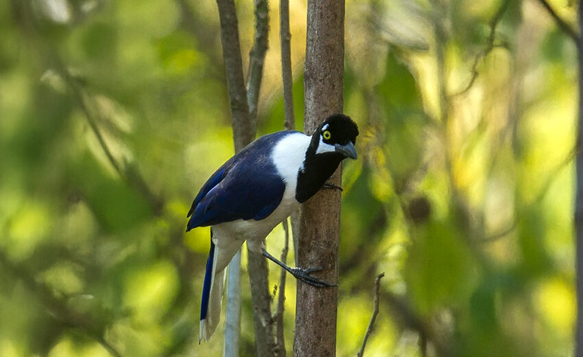white-tailed jay