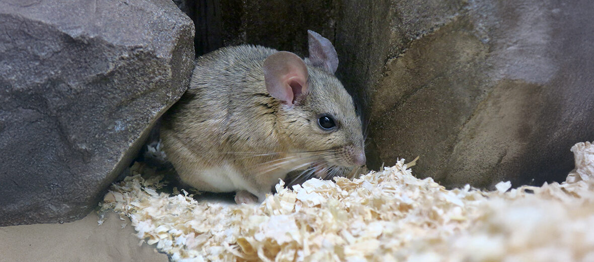 white-throated woodrat